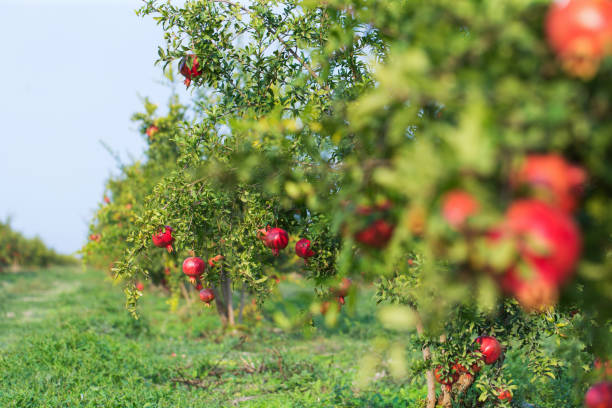 istock Pomegranate in beautiful garden 1324832980