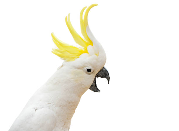 Excited cockatoo parrot isolated on white Excited sulphur-crested cockatoo from Australia (Cacatua galerita) isolated on a white background sulphur crested cockatoo photos stock pictures, royalty-free photos & images