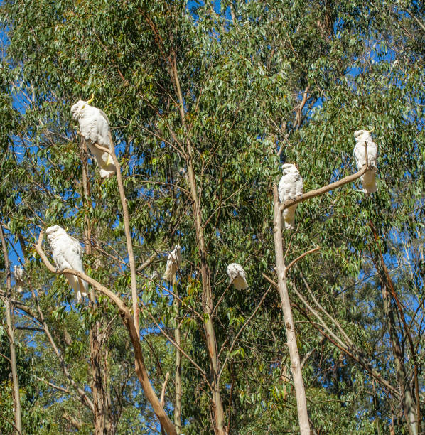 istock Cockatoos in Australia 1324834522