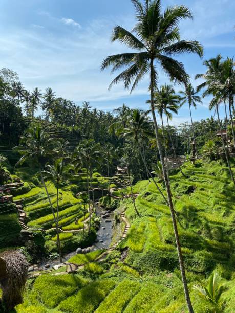 istock Rice Terrace Bali Ubud Indonesia Tegalalang 1324834702