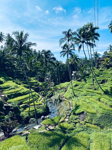 Rice Terrace Bali Ubud Indonesia Tegalalang