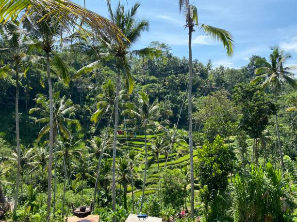 istock Rice Terrace Bali Ubud Indonesia Tegalalang 1324835298