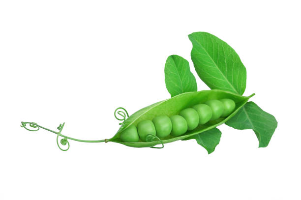 eine hülse mit blättern von frischen jungen grünen erbsen auf einem weißen isolierten hintergrund. - green pea pea pod sweet food freshness stock-fotos und bilder