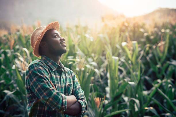 African Farmer with hat stand in the corn plantation field