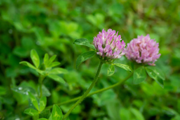 istock Red clover wet in the rain 1324836430