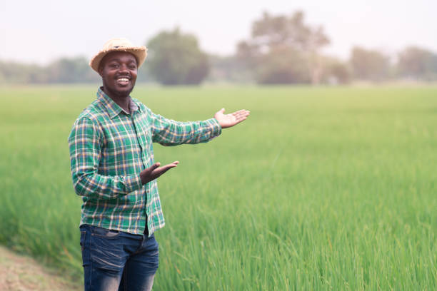 African farmer standing in organic rice field with smile and happy.Agriculture or cultivation concept stock photo