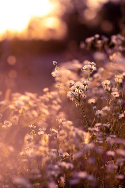 istock Autumn wild grass and flowers on a meadow 1324837481
