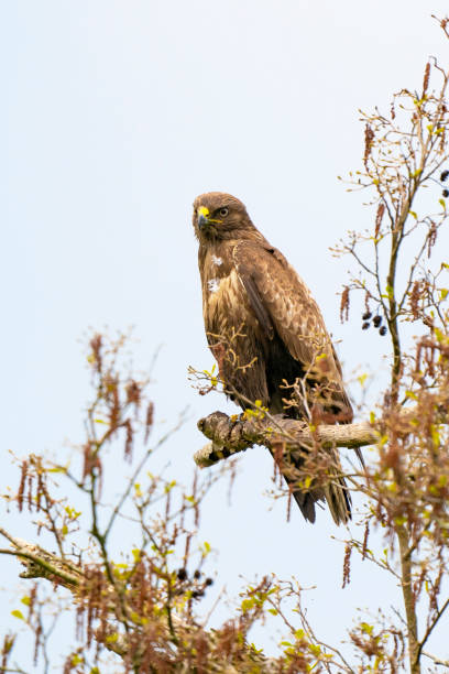 istock Impressive buzzard, buteo buteo, sitting on a branch in the spring with copy space. Dominant bird of prey is observing on a branch. Feathered animal with white and brown plumage. Blue sky, vertical 1324837809