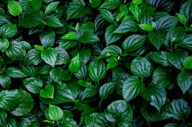istock high angle view of green leaf texture background 1324838617