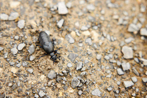 マクロレンズで撮影された石のパス上の有毒な黒青オイルカブトムシ。 - secretory product ストックフォトと画像