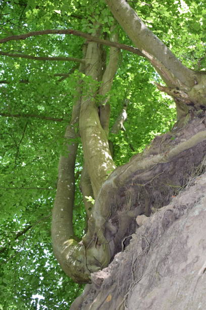 istock tree at the edge of a cliff, seen from below 1324839454