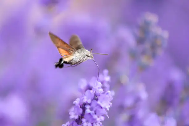 The hummingbird hawk-moth (Macroglossum stellatarum) is a species of hawk moth found across temperate regions of Eurasia. The species is named for its similarity to hummingbirds, as they feed on the nectar of tube-shaped flowers using their long proboscis while hovering in the air.