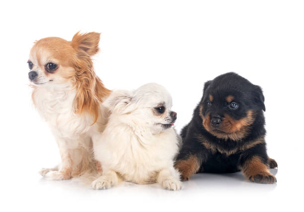 istock puppy  rottweiler and chihuahua 1324840068