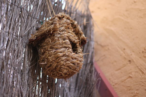 ninho para pendurar pássaros de palha - birdhouse birds nest box isolated - fotografias e filmes do acervo