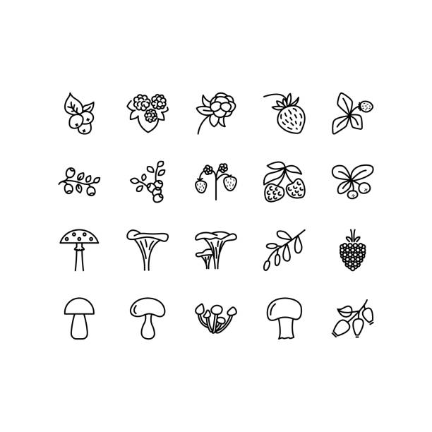 Forest berries and mushroom flat line icons set. Fresh berries raspberry, lingonberry, blueberry, blackberry, strawberry. Simple flat vector illustration for store, web site or m Forest berries and mushroom flat line icons set. Fresh berries raspberry, lingonberry, blueberry, blackberry, strawberry. Simple flat vector illustration for store, web site or mobile app. peppery bolete stock illustrations