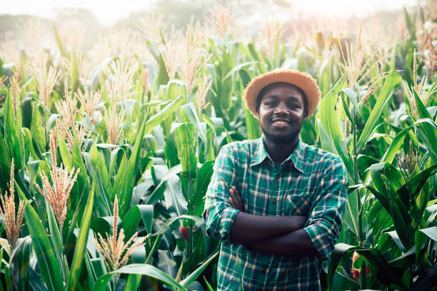 African Farmer with hat stand in the corn plantation field stock photo