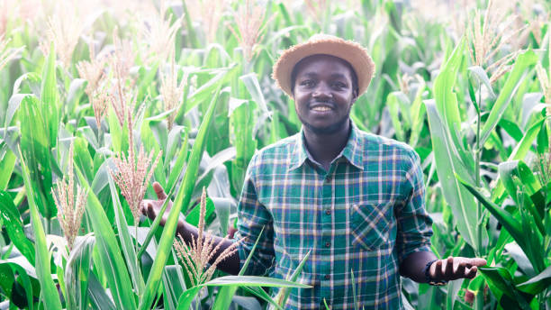 istock African Farmer with hat stand in the corn plantation field 1324842451