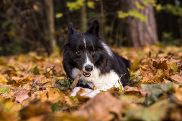 istock Border Collie is Lying on the Ground and Playing. Open Mouth. 1324842577