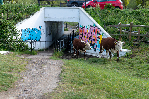 Hereford cattle calves walking through a graffitied underpass. Lammas Land, Cambridge, England, UK.