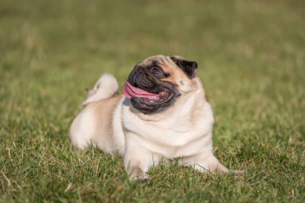 istock Pug Dog is Lying on the Grass. Open Mouth. Happy Face 1324843711