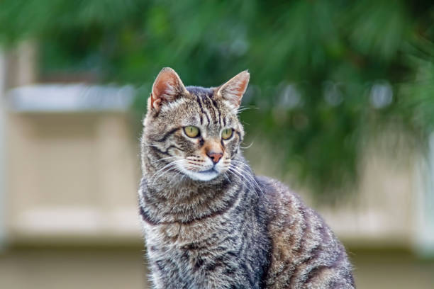 istock Tabby cat portrait in nature 1324843908