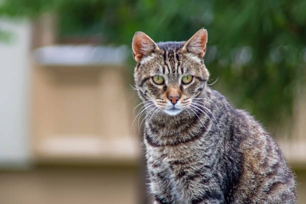 istock Tabby cat portrait in nature 1324843949