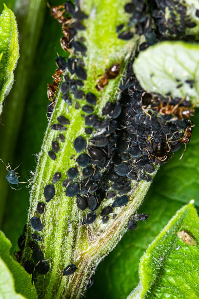 검은 콩 기막 (아피스 파배)은 순서 헤미트라의 구성원입니다. 다른 일반적인 이름은 블랙 플라이, 콩 진딧물 및 사탕무 잎 진딧물을 포함한다. 그것은 많은 작물의 해충입니다. - black bean aphid 뉴스 사진 이미지