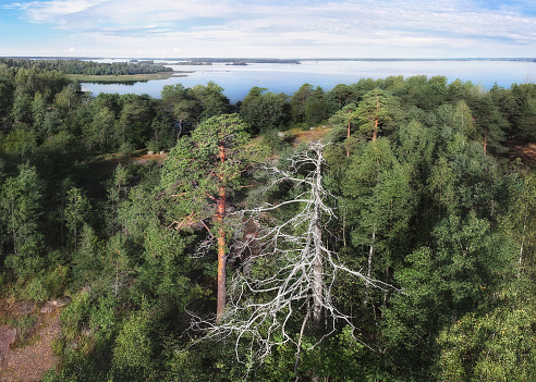 Pair, mighty pine and dead tree, dramatic scenery. Pure nature in Europe, gulf of Finland.