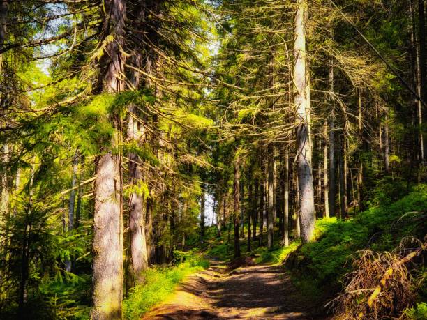 istock Sunny coniferous forest in the morning 1324845705