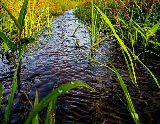 nature water grass