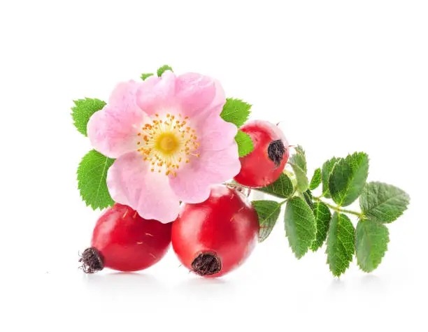 Photo of Rose hips isolated on white background