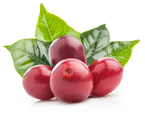 Red coffee beans isolated on white background with clipping path