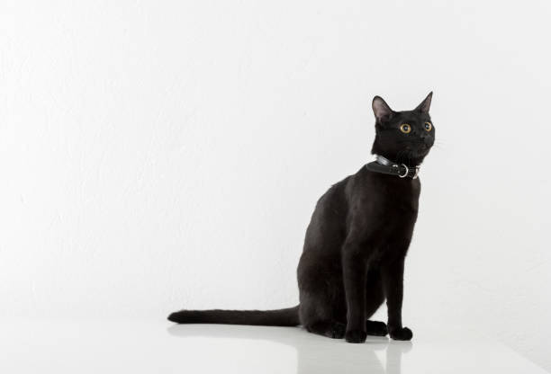 istock Black Bombay Cat Sitting on the White Background 1324847079