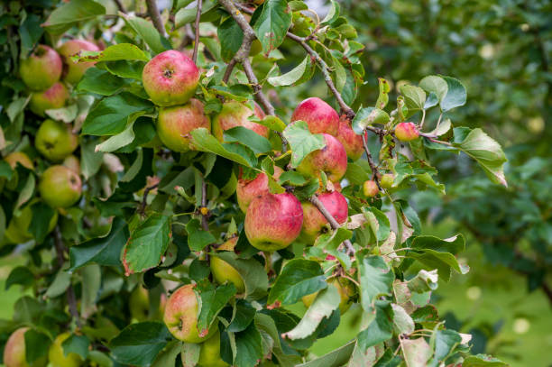 pommier et pommier. - orchard flower apple tree tree photos et images de collection