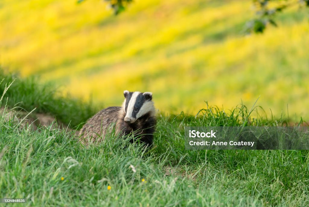 Badger, Scientific name: Meles Meles.  Wild, native badger stood at the badger sett on Midsummer's night with a field of yellow buttercups in the background. Badger, Scientific name: Meles Meles.  Wild, native badger stood at the badger sett on Midsummer's night with a field of yellow buttercups in the background.  Space for copy.  Horizontal. Badger Stock Photo