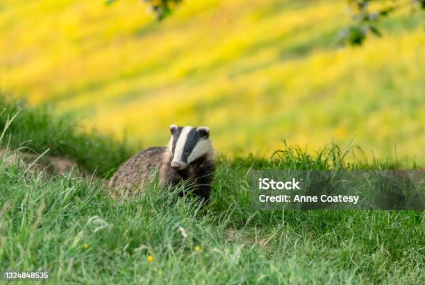 Badger Scientific Name Meles Meles Wild Native Badger Stood At The Badger Sett On Midsummers Night With A Field Of Yellow Buttercups In The Background Stock Photo - Download Image Now