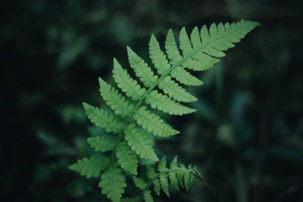 istock Fern in the drak fog 1324850858