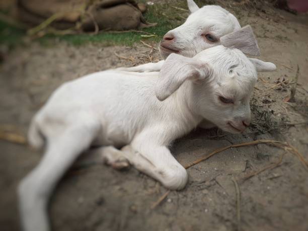 istock Two white color baby goat sitting peacefully on the sandy ground 1324851689