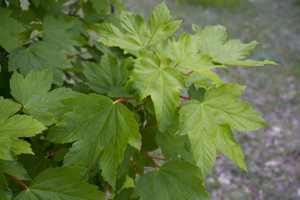 에이서 슈도플라타누스 분기 닫기 - maple green maple keys tree 뉴스 사진 이미지