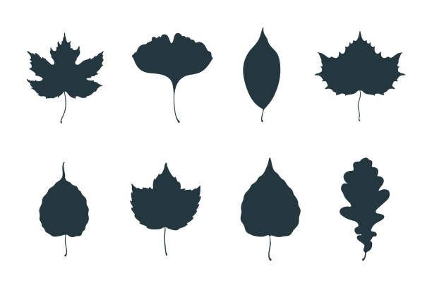 illustrazioni stock, clip art, cartoni animati e icone di tendenza di grande collezione di foglie di acero, quercia, olmo, pioppo tremulo, luppolo e ginkgo biloba. silhouette di foglie cadute isolate vettoriali. - tree silhouette elm tree vector