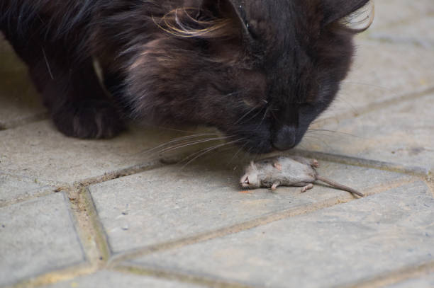 istock Domestic cat and its prey mouse shrew 1324854368