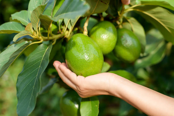 istock Hand holding harvesting fresh avocado in garden 1324854394
