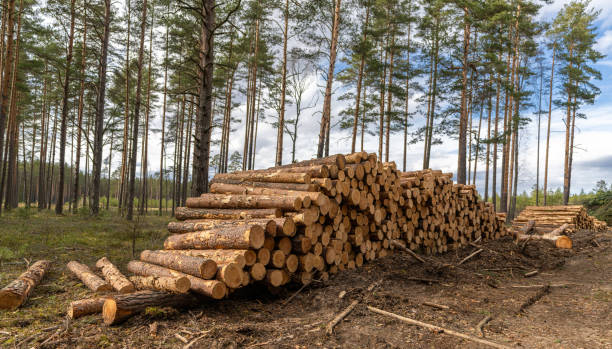 istock Forestry. Log stacks along the forest road. Forest pine and spruce trees. Log trunks pile, the logging timber wood industry. 1324854682