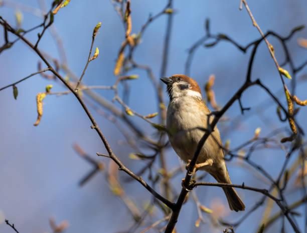 istock Home Sparrow Bird is Sitting on the Tree Branch. 1324854730
