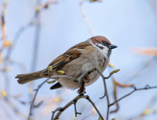 istock Home Sparrow Bird is Sitting on the Tree Branch. 1324854737