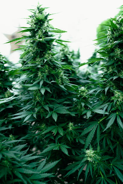 istock Yellow Flowering Buds on Weed Plants 1324854882