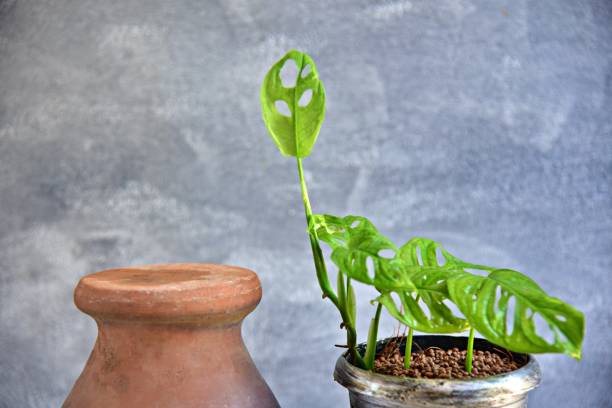 istock Close up green plants on gray background. 1324857044