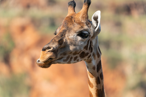 A macro shot of a giraffe looking into the distance with a blurry background. Animals concept