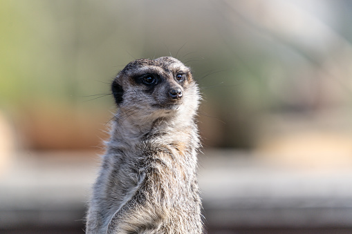 The meerkats (Suricata suricatta) sitting on a log. Close-up photo of meerkats isolated from background.