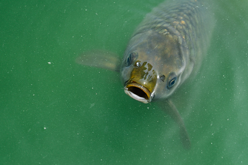A high angle shot of a Flathead grey mullet in a green water. Fish concept